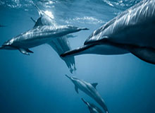 老鹰队休赛期闷声发大财 新赛季或重返季后赛